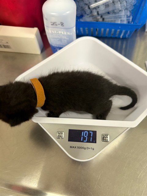 CLEO - Domestic Short Hair available for adoption