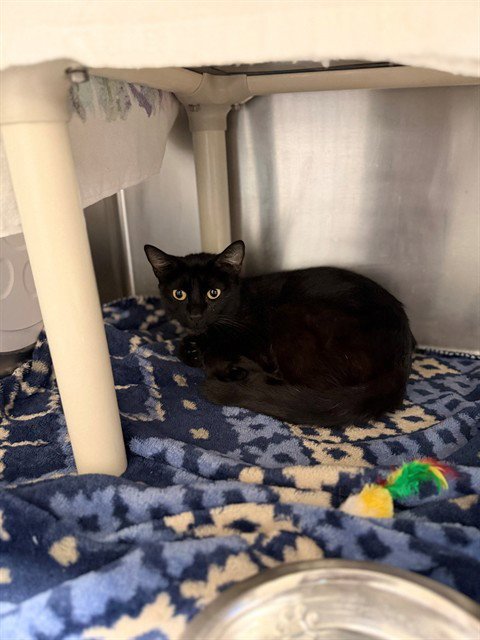 ESTELA - Domestic Short Hair available for adoption