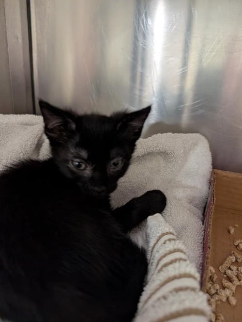 MARVIN - Domestic Short Hair available for adoption