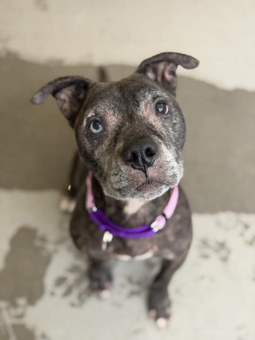 CINDERELLA - Pit Bull Terrier available for adoption
