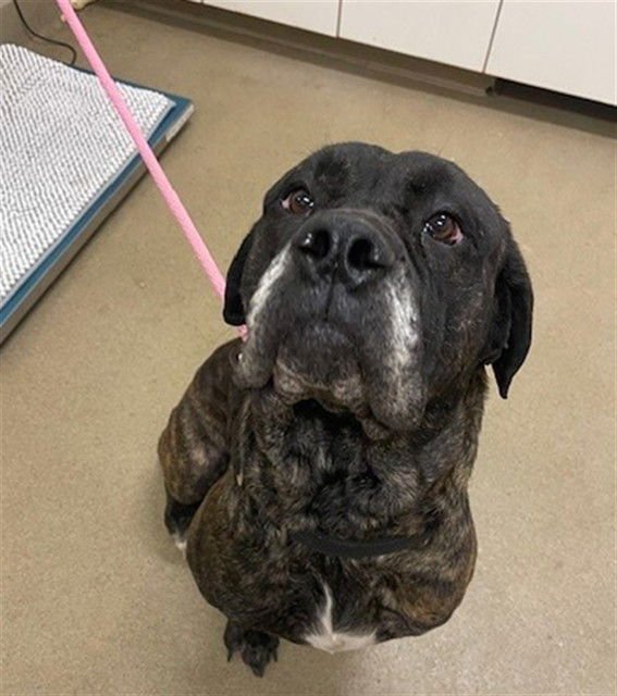 VALENTINA - Bullmastiff available for adoption