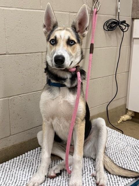 CASSANDRA - German Shepherd Dog / Siberian Husky available for adoption
