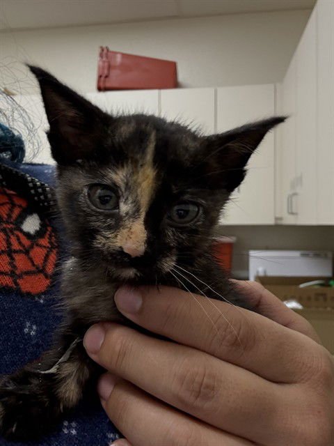 LAINEY WILSON - Domestic Short Hair available for adoption