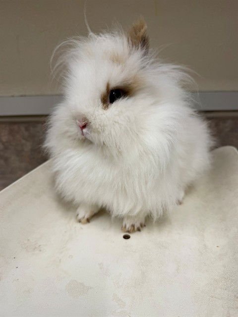 ASHER - English Angora available for adoption