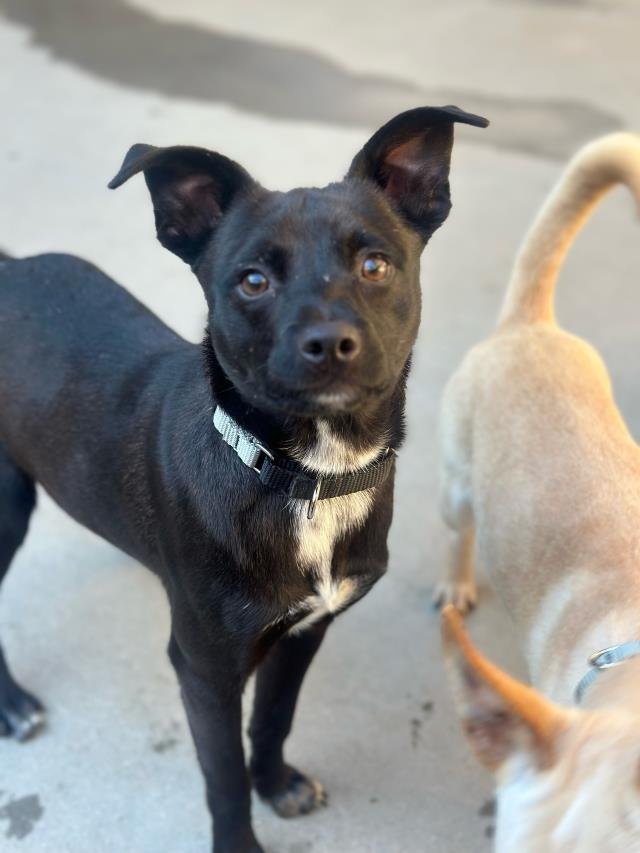 TOM - Chihuahua available for adoption