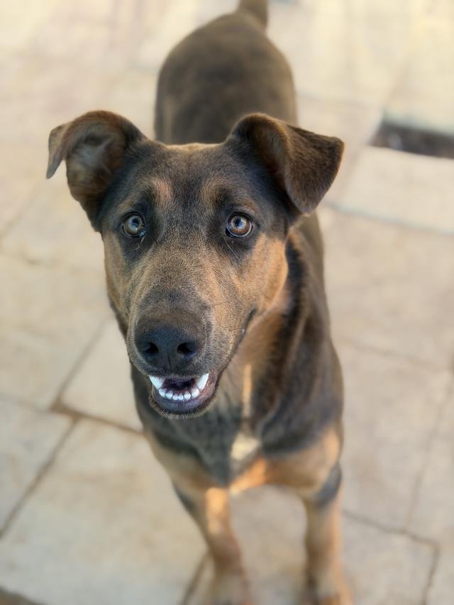LUCY - German Shepherd Dog available for adoption