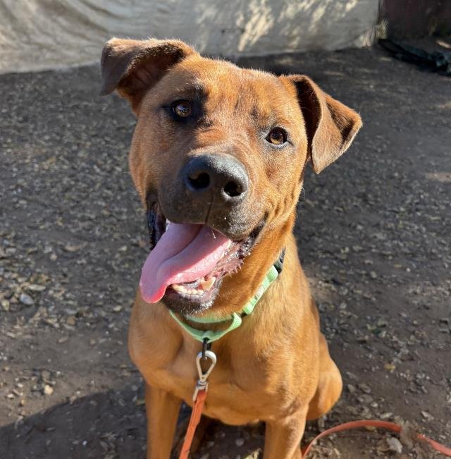 CLIFFORD - Rhodesian Ridgeback available for adoption