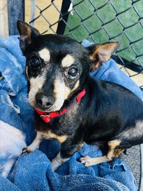 DENNY - Chihuahua available for adoption