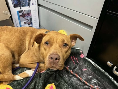 SUNNY - Pit Bull Terrier available for adoption