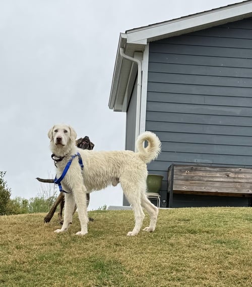WALDO - Labrador Retriever / Poodle (Standard) for adoption in Charlotte
