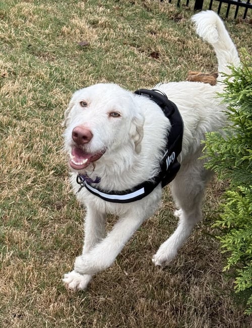 WALDO - Labrador Retriever / Poodle (Standard) available for adoption