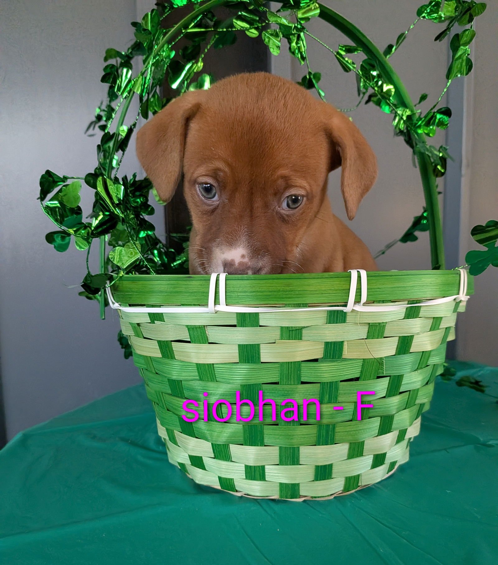 SIOBHAN - Terrier / Labrador Retriever for adoption in Charlotte