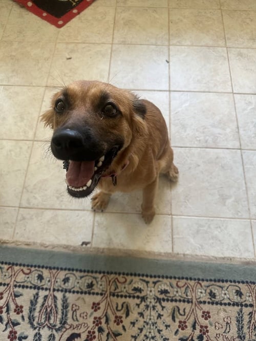 DONNA - Retriever for adoption in Charlotte