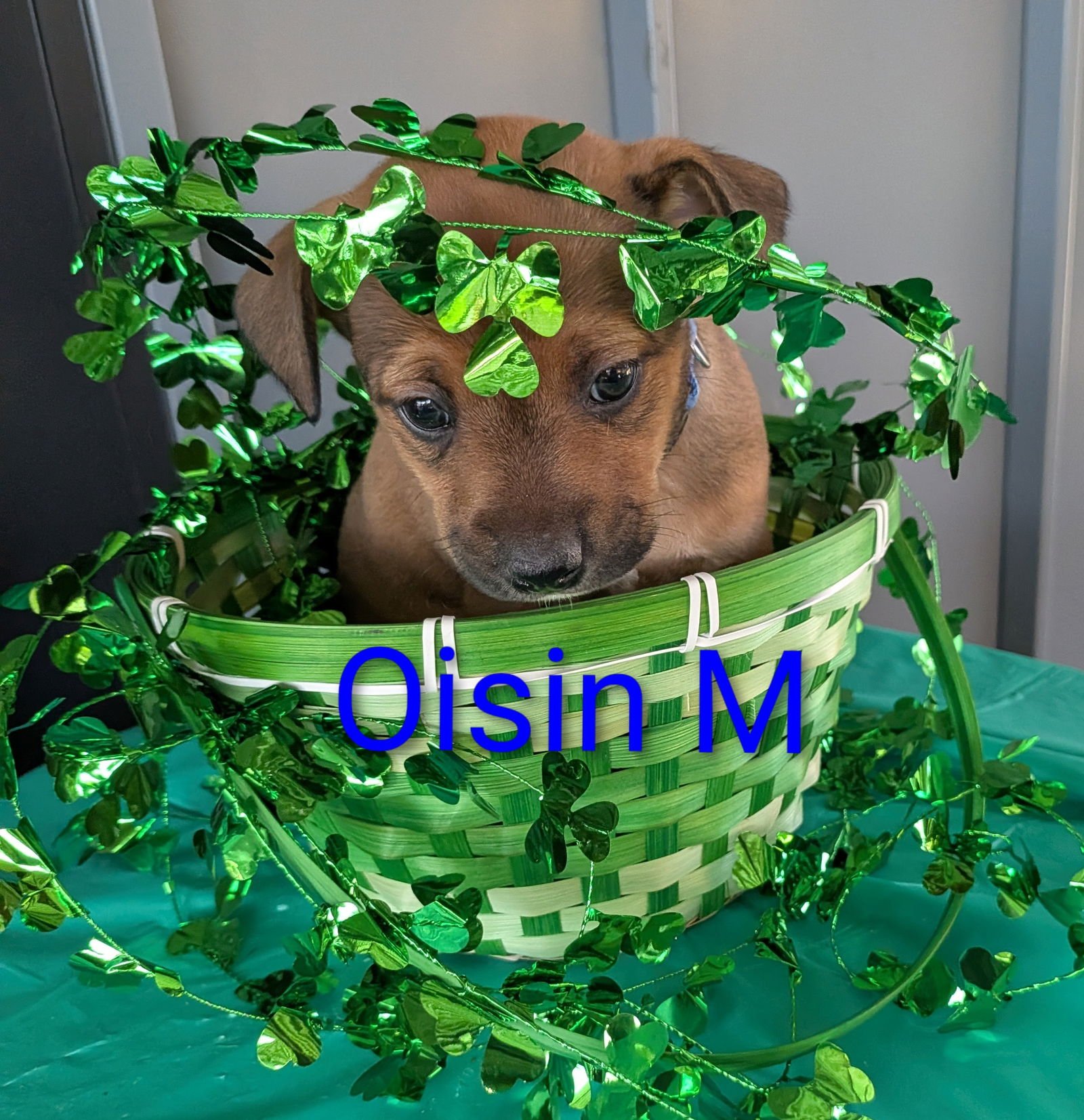 OISIN - Terrier / Labrador Retriever for adoption in Charlotte