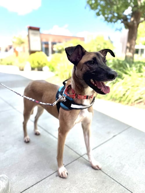 TEQUILA - Labrador Retriever / Chihuahua available for adoption