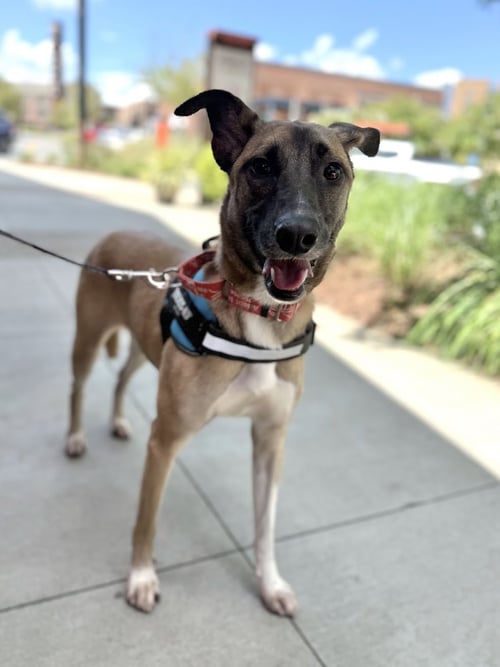 TEQUILA - Labrador Retriever / Chihuahua available for adoption