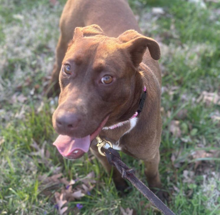 JONQUIL - Retriever for adoption in Charlotte