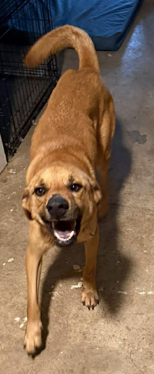 SANTANA - Golden Retriever / Labrador Retriever for adoption in Charlotte