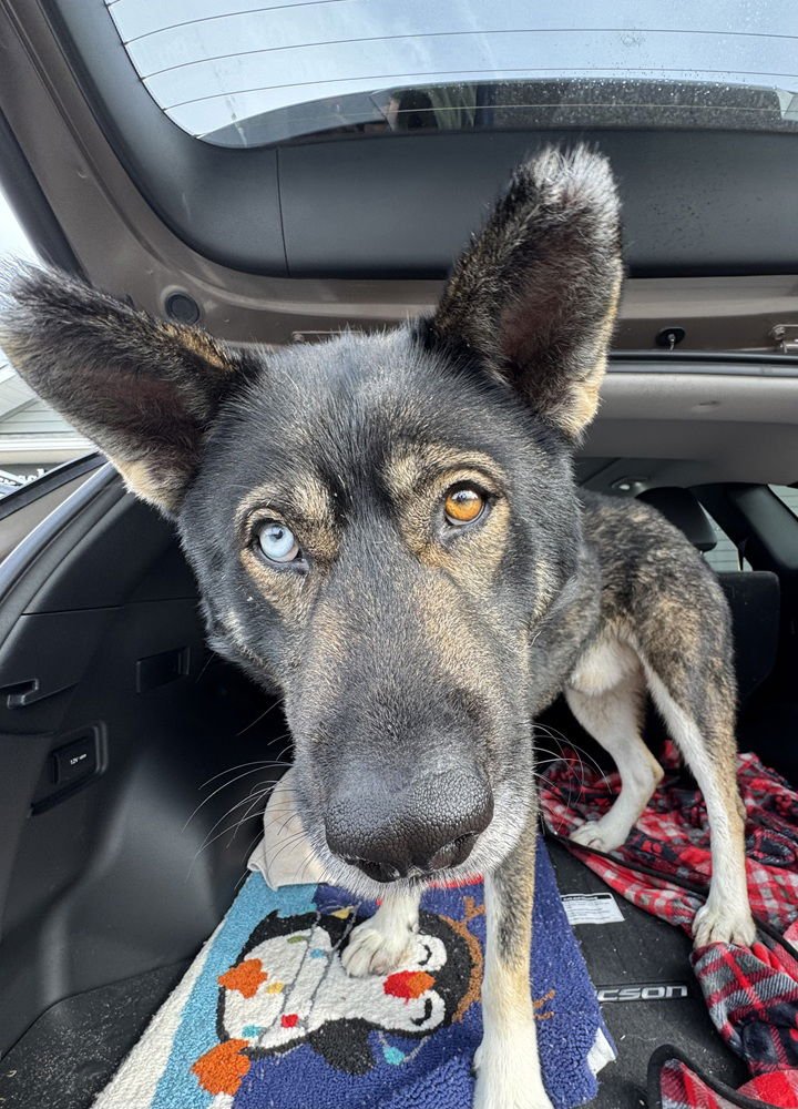 LOVO - German Shepherd Dog / Siberian Husky for adoption in Charlotte
