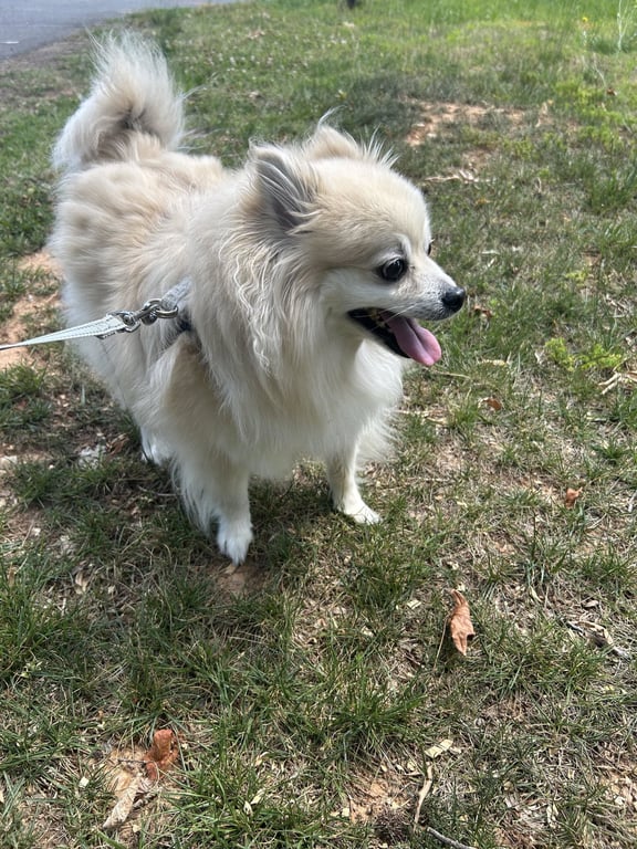 Louie Image