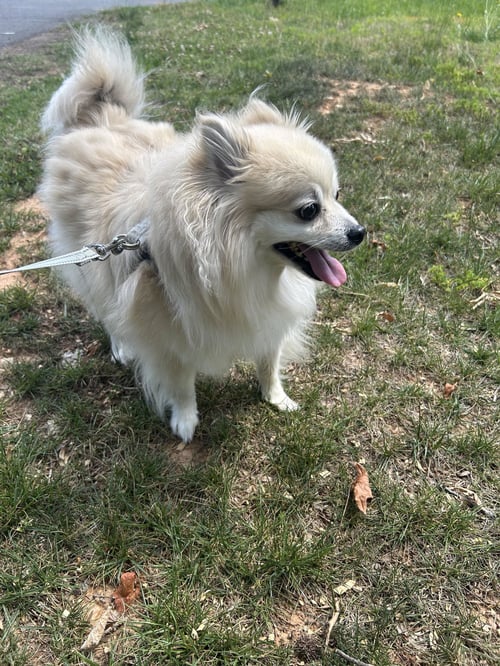 LOUIE - Pomeranian for adoption in Charlotte