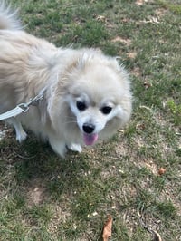 Louie - Photo 2