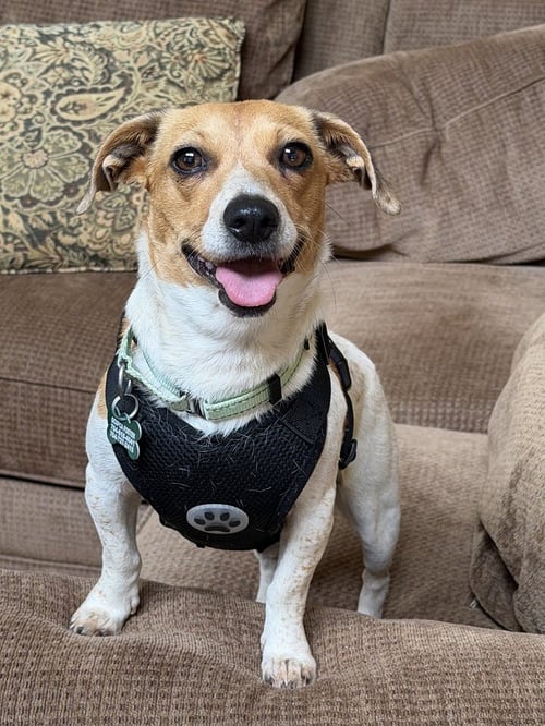 FAITH - Jack Russell Terrier available for adoption