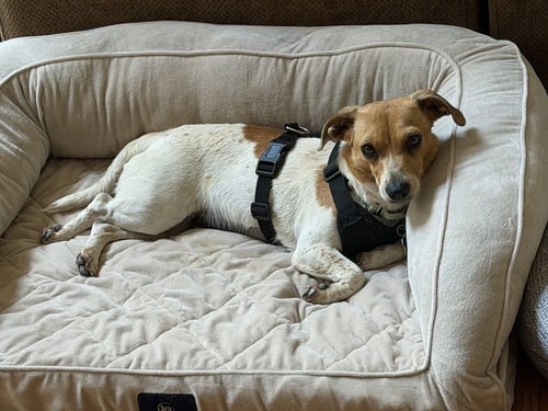 FAITH - Jack Russell Terrier available for adoption