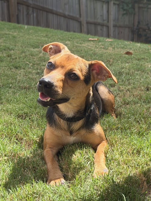 POPPY - Chihuahua for adoption in Charlotte