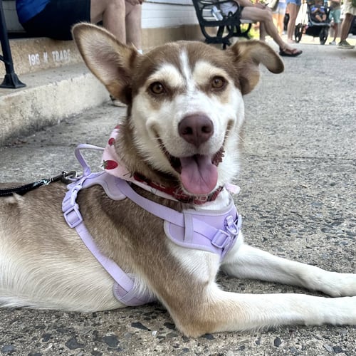 FERN - Siberian Husky available for adoption