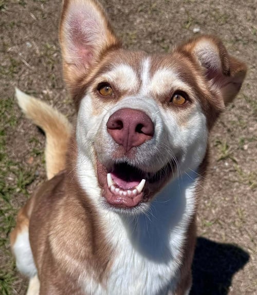 FERN - Siberian Husky available for adoption