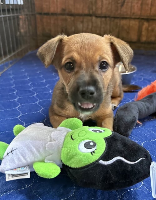 JAVIER - Chihuahua for adoption in Charlotte