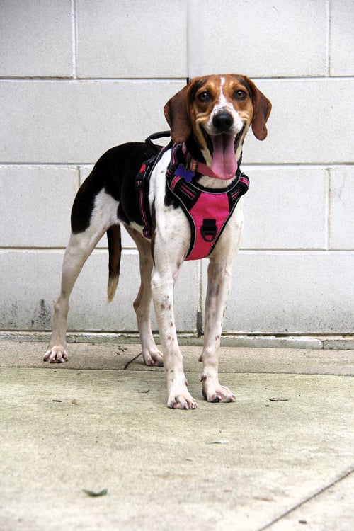APPLE - American Foxhound available for adoption