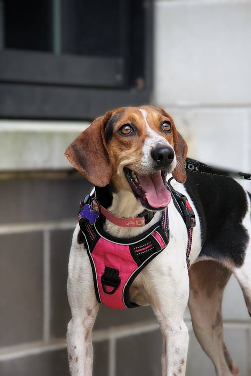 APPLE - American Foxhound available for adoption