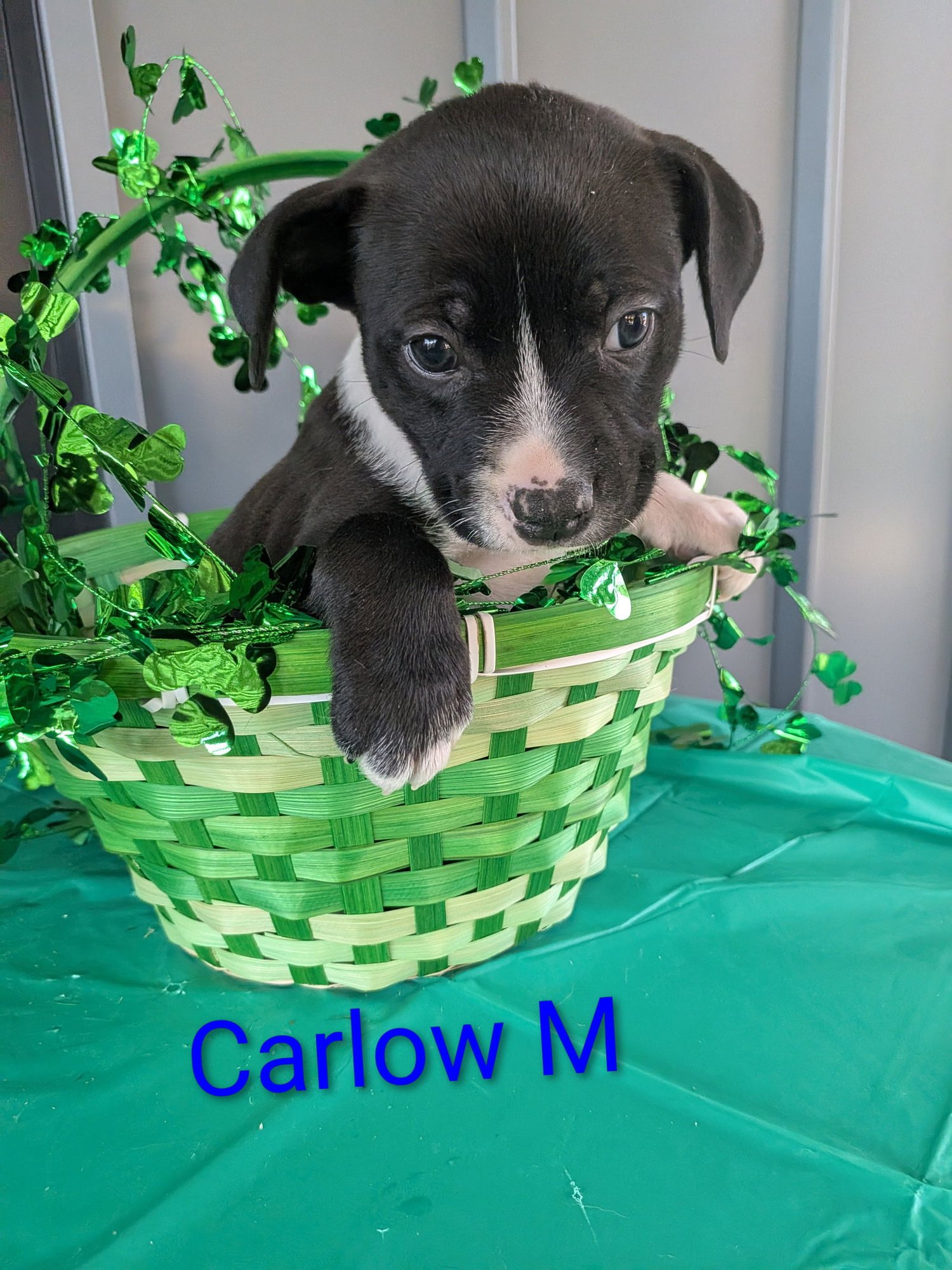 CARLOW - Terrier / Labrador Retriever for adoption in Charlotte