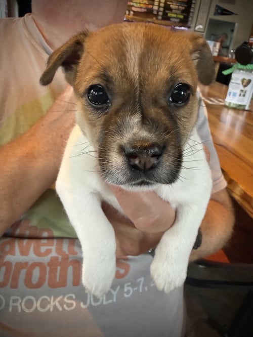 MARIANA - Chihuahua for adoption in Charlotte