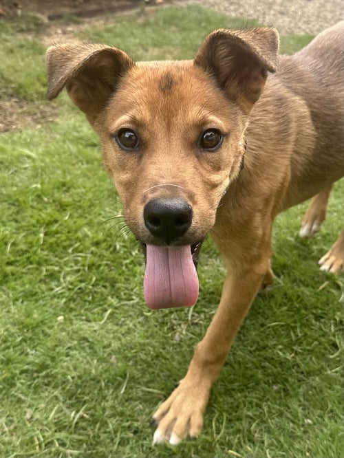 PLUTO - Shepherd for adoption in Charlotte