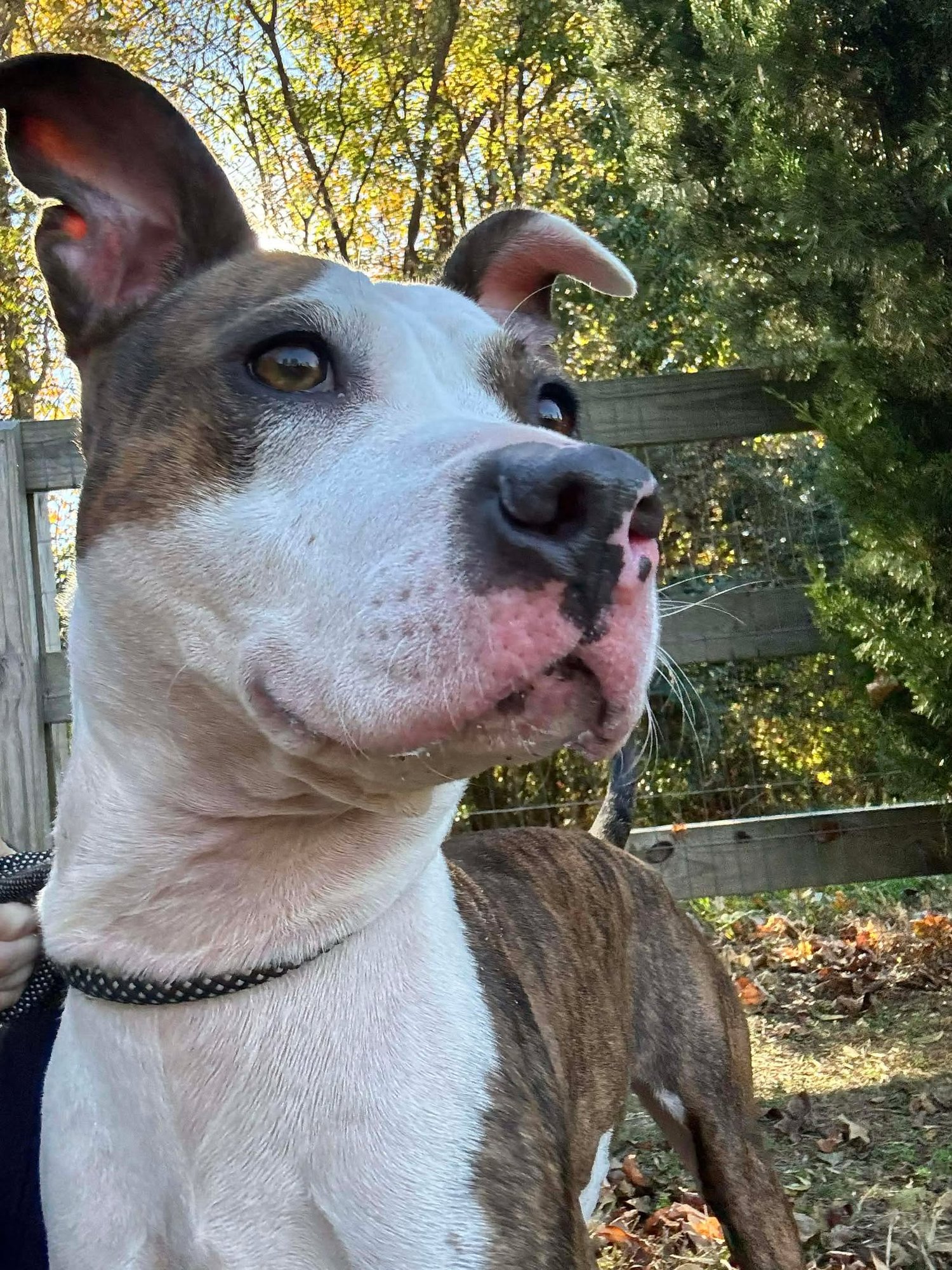 MAMBA - Terrier for adoption in Charlotte