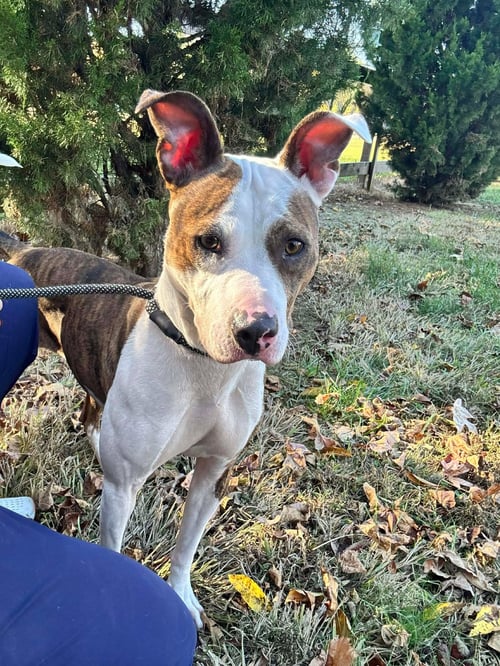 MAMBA - Terrier available for adoption