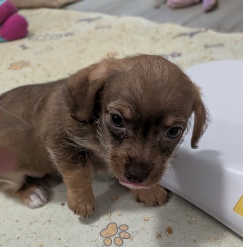 MEIRA - Dachshund available for adoption