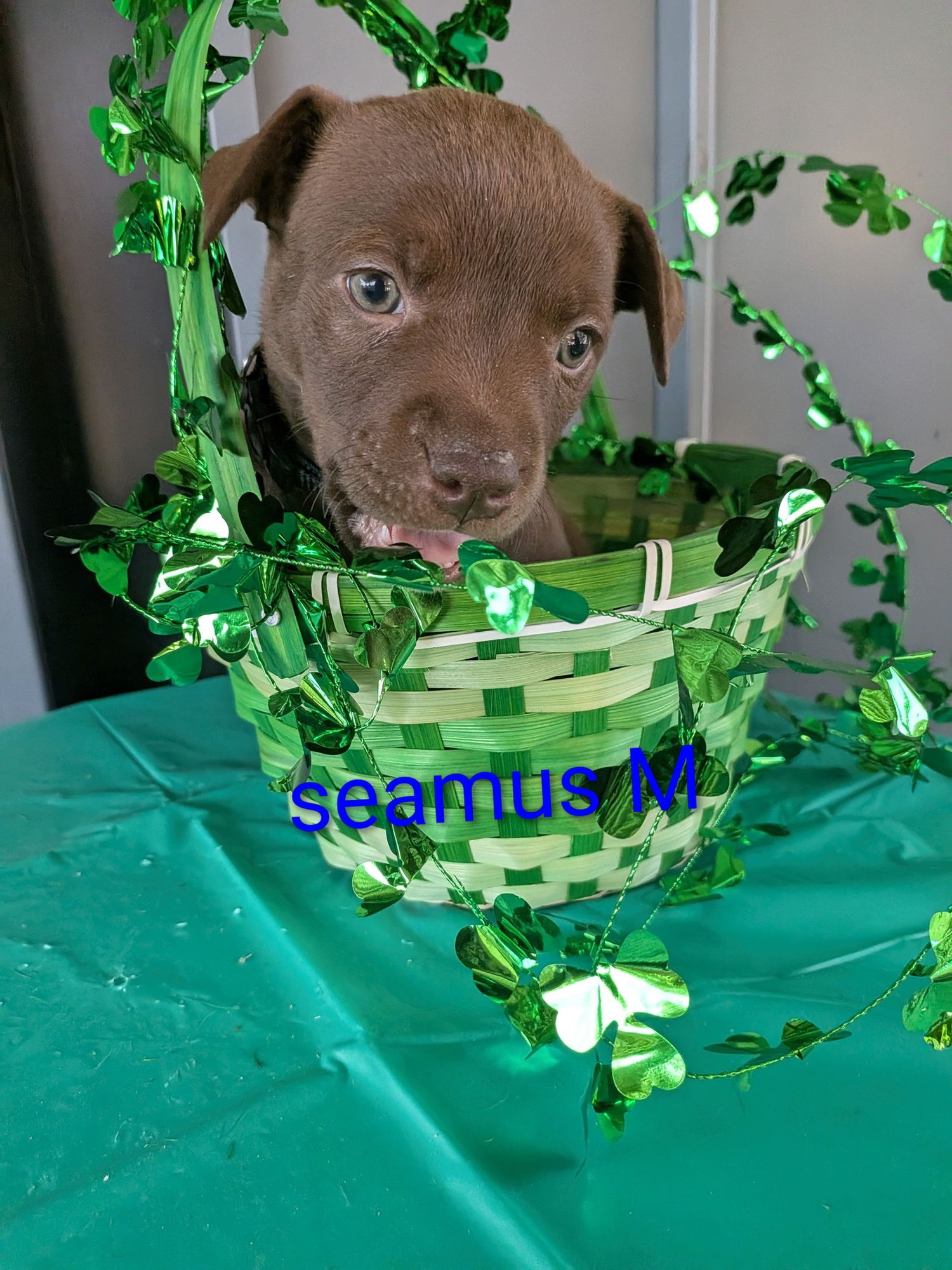 SEAMUS - Terrier / Labrador Retriever for adoption in Charlotte
