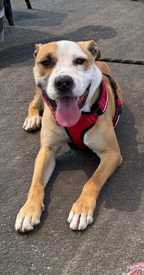 RAMOS - Pit Bull Terrier for adoption in Charlotte