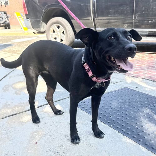 LUCY - Labrador Retriever / Shepherd available for adoption