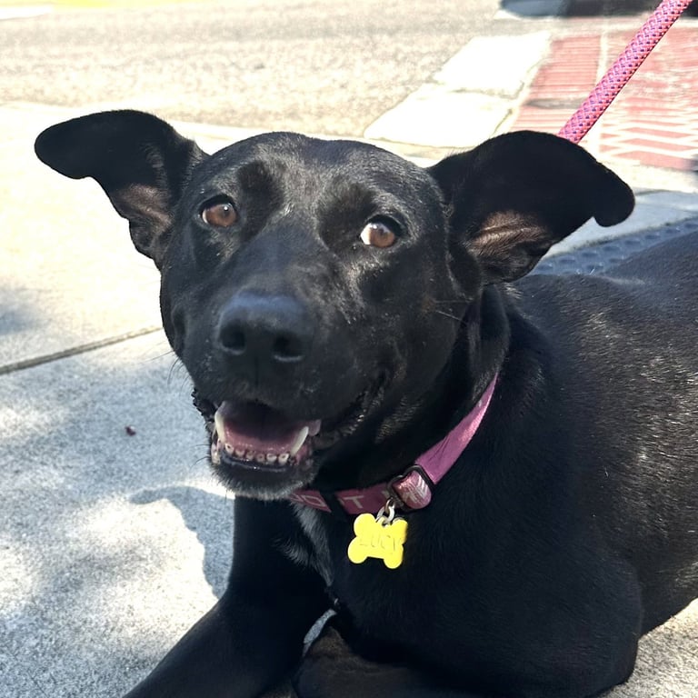 Lucy Image