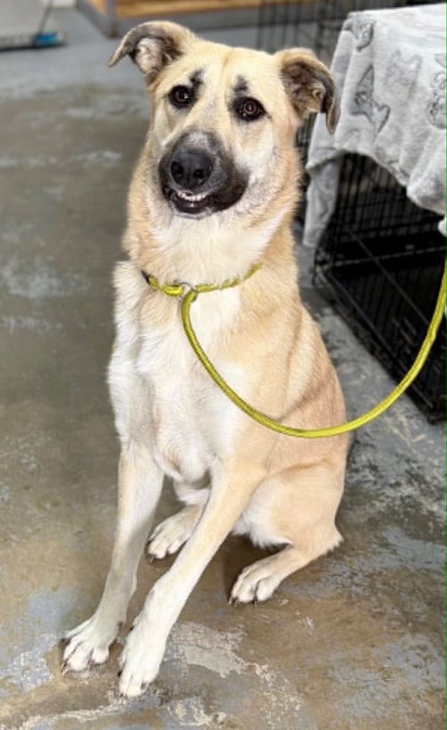 JOLIE - Shepherd / Labrador Retriever available for adoption