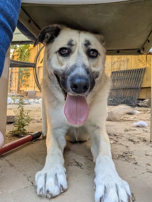 JOLIE - Shepherd / Labrador Retriever available for adoption