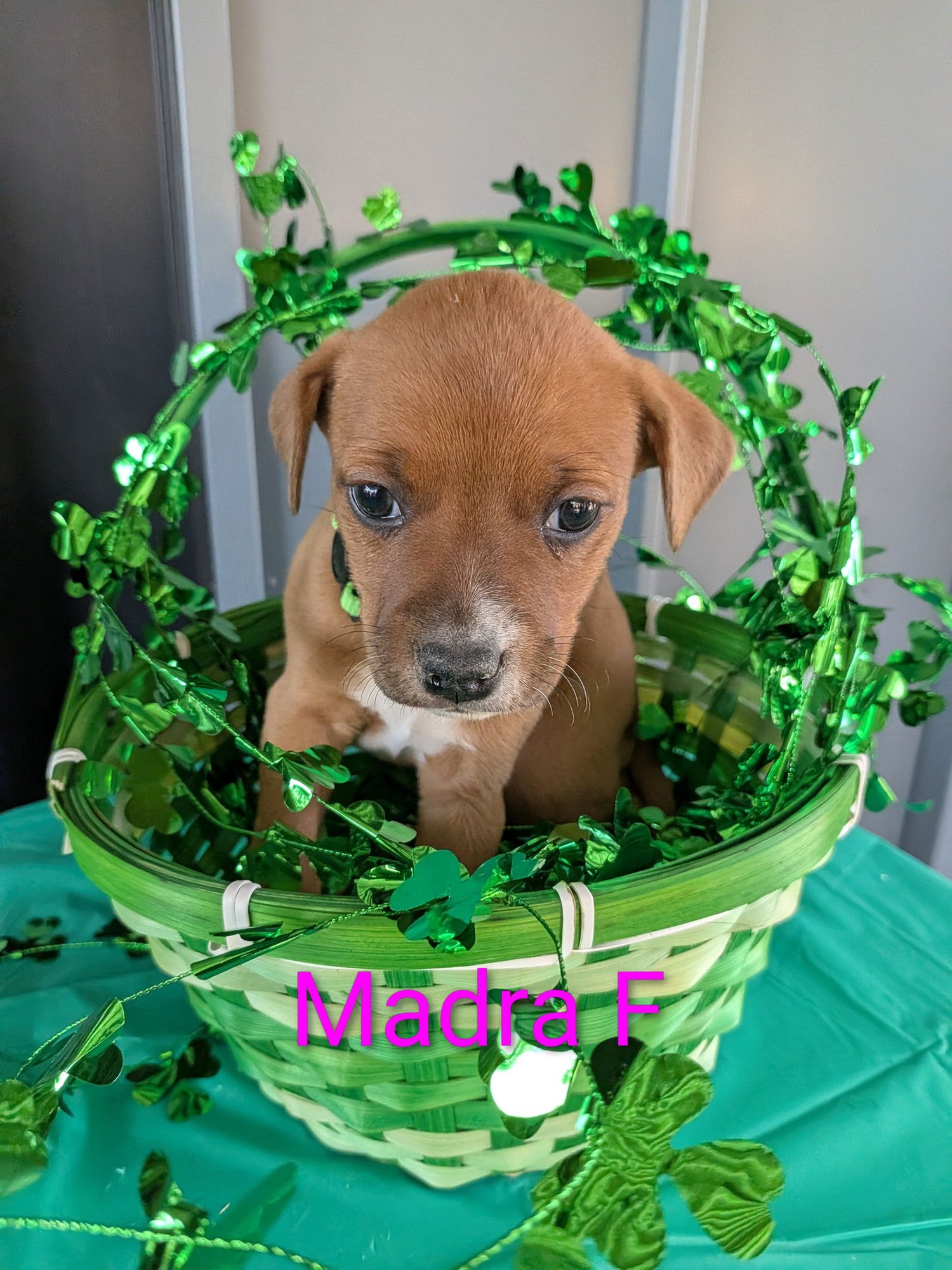 MADRA - Terrier / Labrador Retriever for adoption in Charlotte