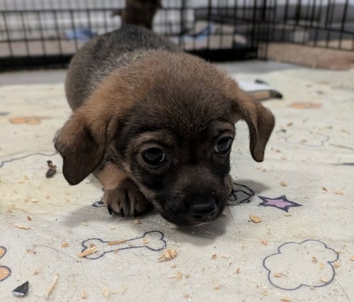 HADAR - Dachshund available for adoption