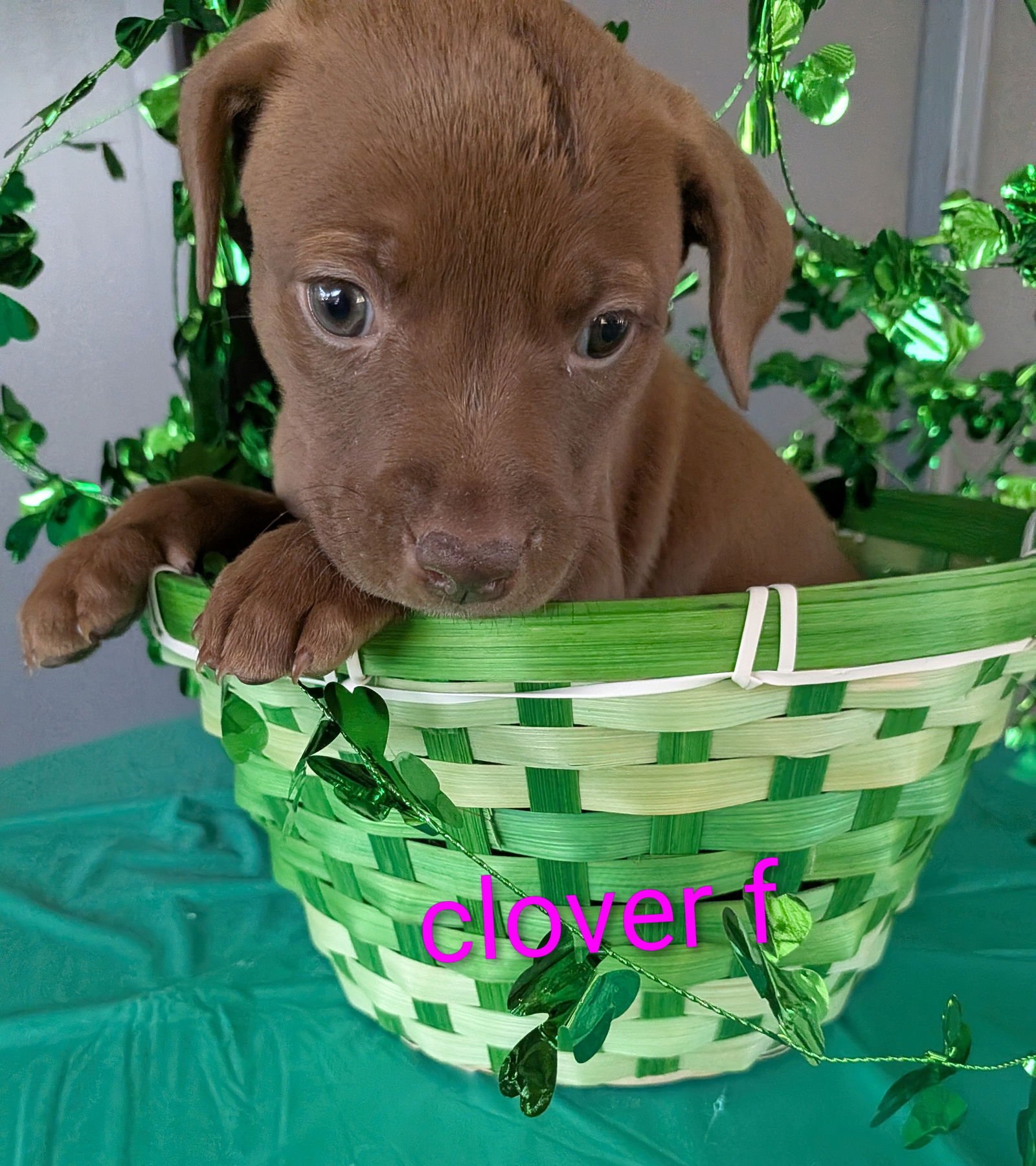 CLOVER - Terrier / Labrador Retriever for adoption in Charlotte