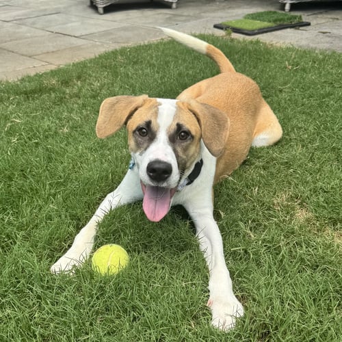 GLENN - Hound available for adoption